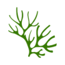 logo l'herboriste